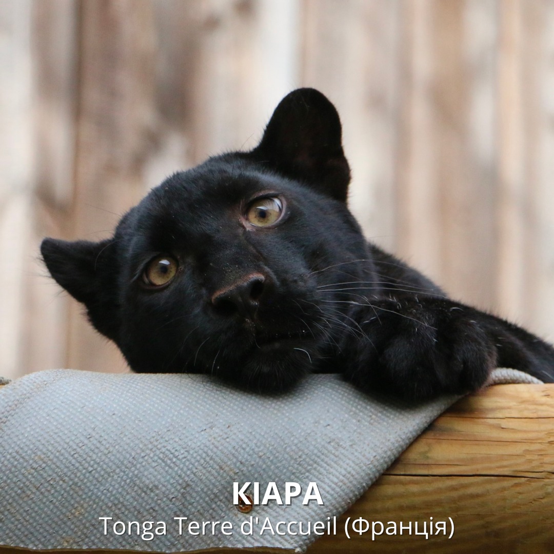 Кіара